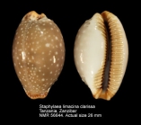 Staphylaea limacina clarissa