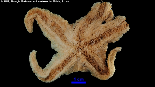 Pteraster affinis 