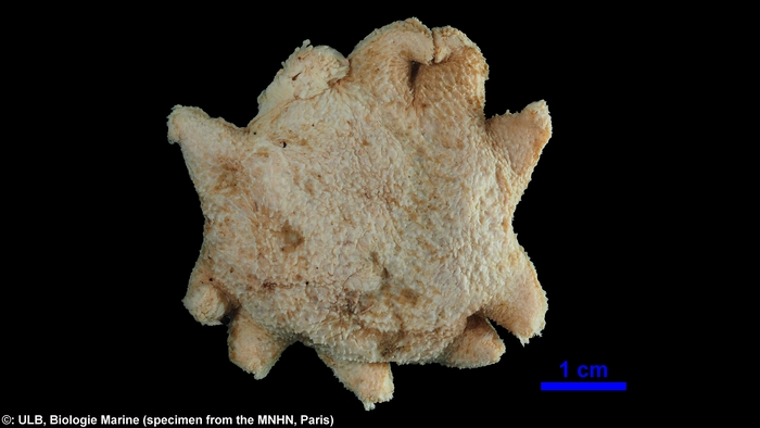 Pteraster koehleri