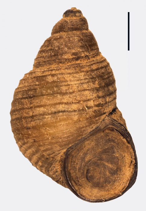 Parafossarulus manchouricus Parafossarulus manchouricus