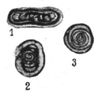 Glomospira ammodiscoidea Rauzer-Chernousova, 1938