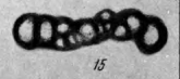 Brunsiella ammodiscoidea (Rauzer-Chernousova, 1938) Brunsiella ammodiscoidea (Rauzer-Chernousova, 1938)