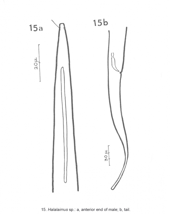 Halalaimus sp. Halalaimus sp.
