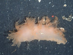 Cladobranchia
