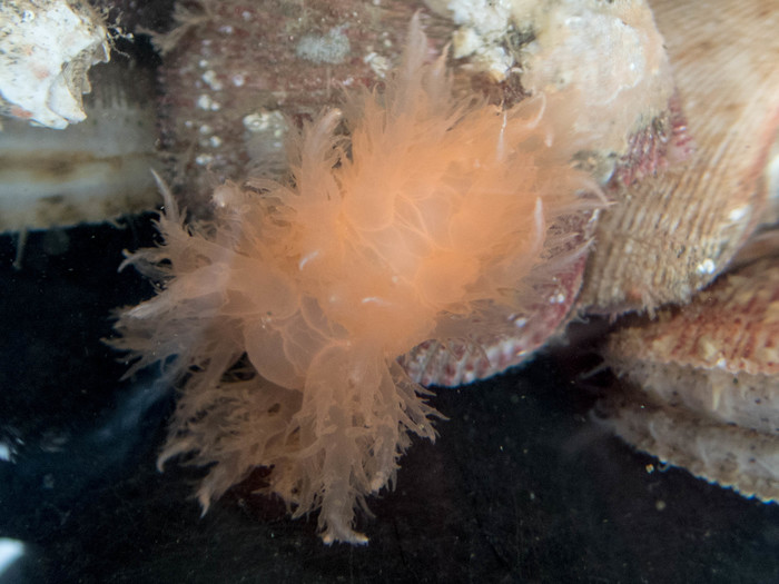 Dendronotus elegans among scallops Dendronotus elegans among scallops