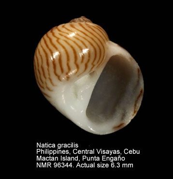 Natica gracilis