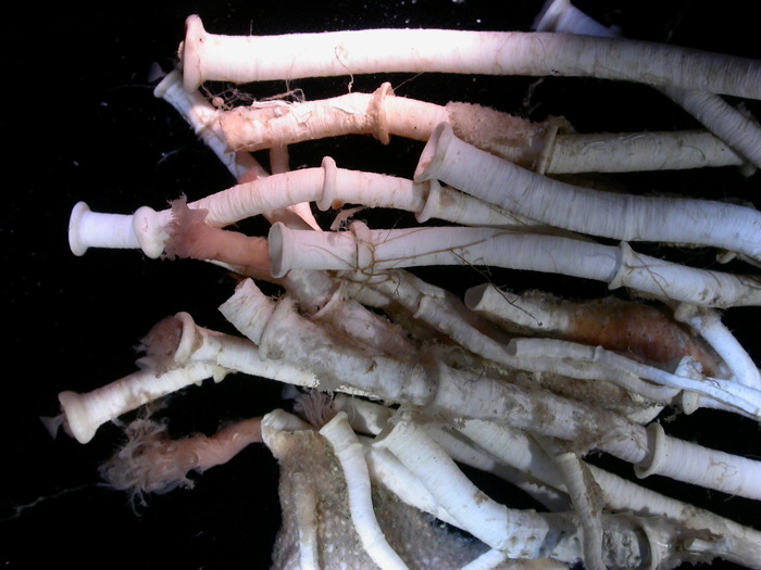Serpula narconensis, museum sample