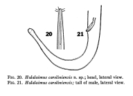 Halalaimus caroliniensis Chitwood, 1936