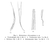 Halalaimus ciliocaudatus Allgén, 1932