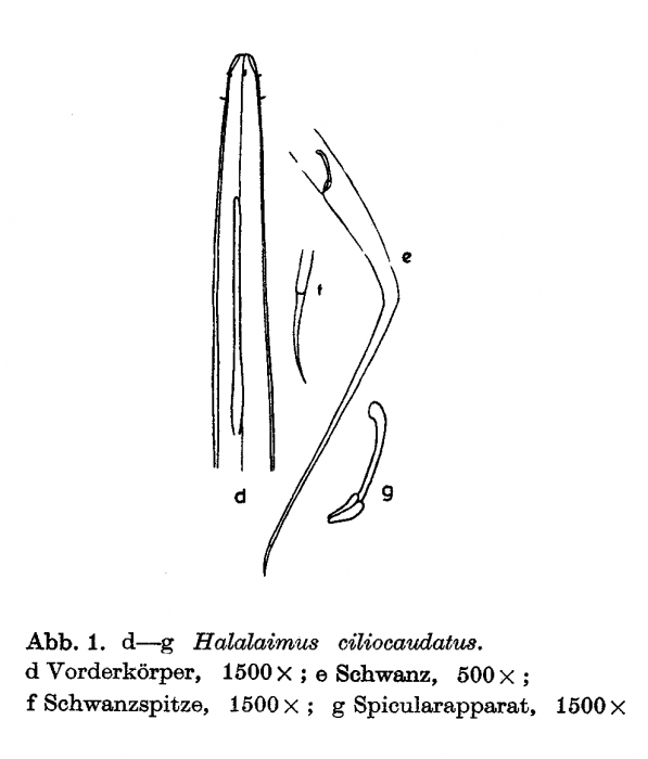 Halalaimus ciliocaudatus Allgén, 1932