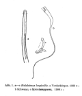 Halalaimus longicollis Allg, 1932