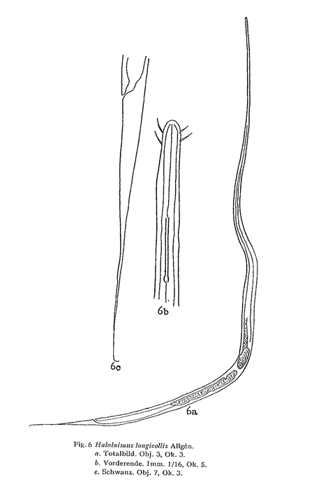 Halalaimus longicollis Allgén, 1932