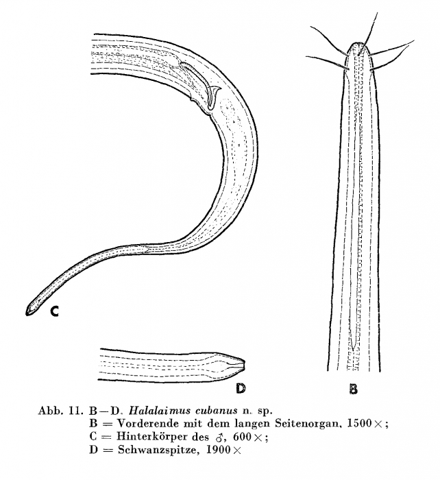 Halalaimus cubanus Andrássy, 1973 