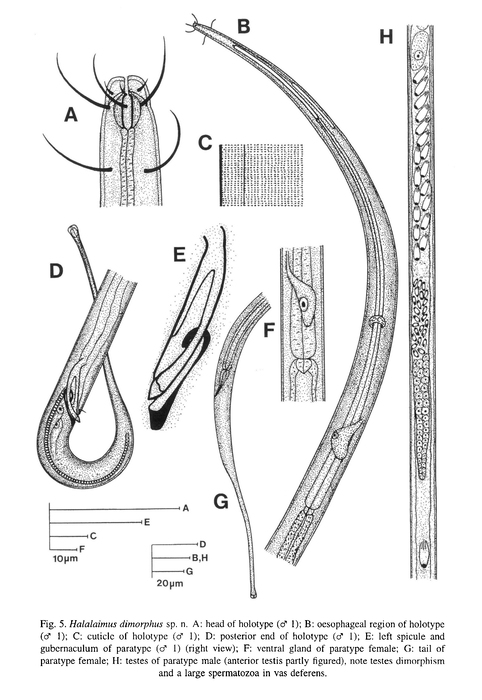 Halalaimus dimorphus Turpeenniemi, 1997