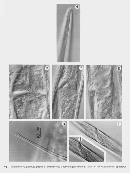 Halalaimus gracilis de Man, 1888 Halalaimus gracilis de Man, 1888