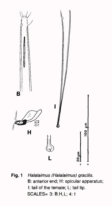 Halalaimus gracilis de Man, 1888