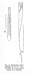 Halalaimus tenuicapitatus Filipjev, 1946
