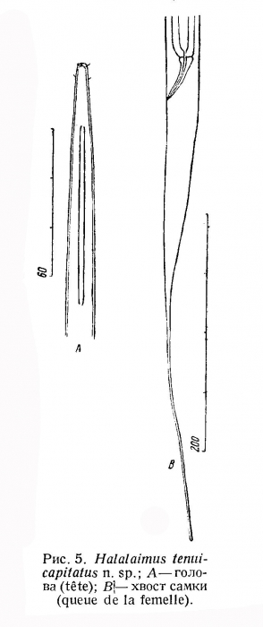 Halalaimus tenuicapitatus Filipjev, 1946