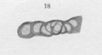 Glomospira (Hemigordius) hemigordiformis Cherdynzev, 1914 Glomospira (Hemigordius) hemigordiformis Cherdynzev, 1914