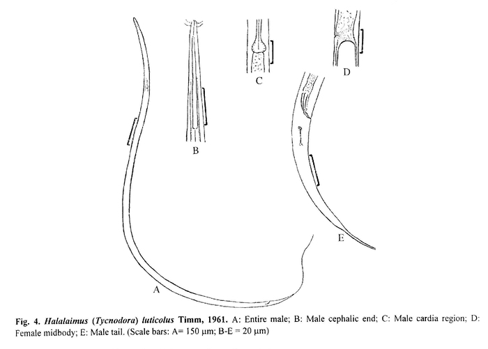 Halalaimus luticolus Timm, 1961