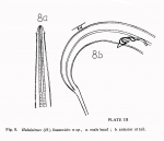 Halalaimus lineatoides Timm, 1961