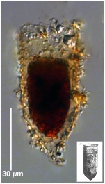 Tintinnopsis tubulosoides