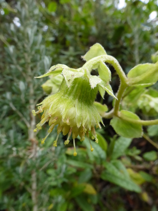 Capitulum detail