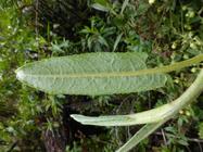 Abaxial leaf surface