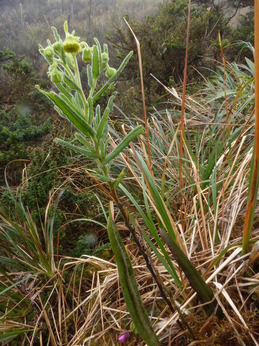 Habit Habit