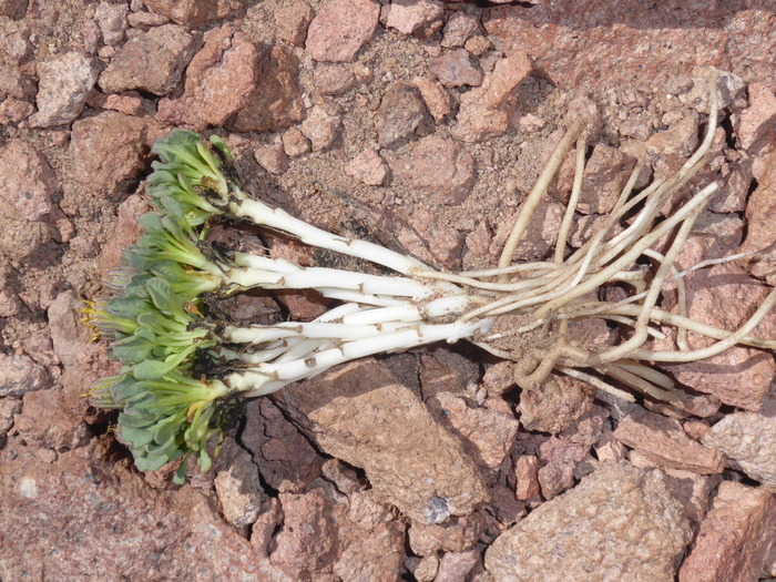 Plant Plant