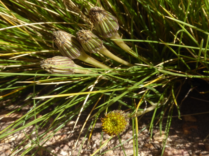 Habit Habit