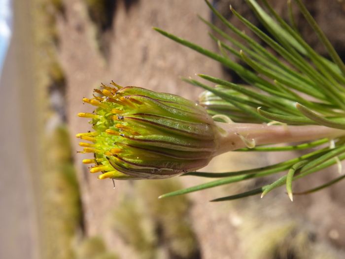 Capitulum detail