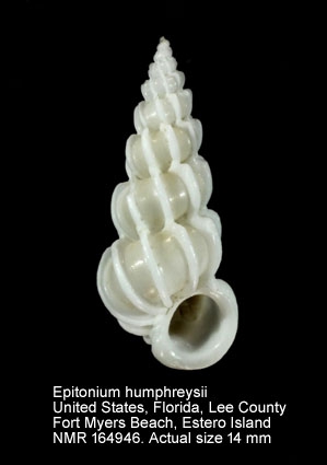 Epitonium humphreysii