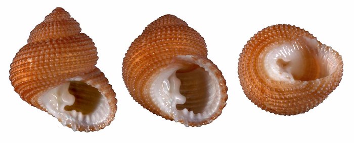 Ascetostoma providentiae (Melvill, 1909) Ascetostoma providentiae (Melvill, 1909)