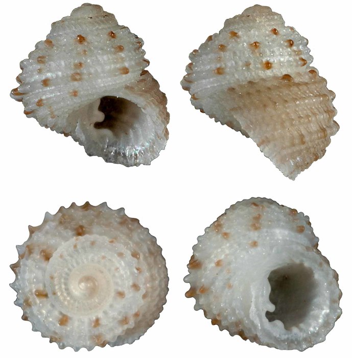 Herpetopoma serratocinctum Herbert, 2012 Herpetopoma serratocinctum Herbert, 2012