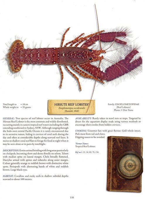 Hirsute Reef Lobster Hirsute Reef Lobster
