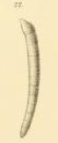 Nodosaria (Dentalina) approximata Reuss, 1866 