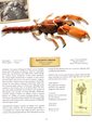 Mangrove Lobster, author: Don Tuma