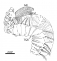 Polychaeta (bristle worms)