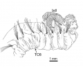 Polychaeta (bristle worms)