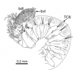 Terebellides scotica Parapar, Capa, Nygren & Moreira, 2020; original figure: fig. 19D