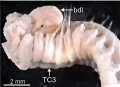 Polychaeta (bristle worms)