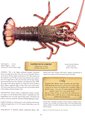 Eastern Rock Lobster, author: Don Tuma