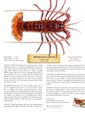 Western Rock Lobster, author: Don Tuma