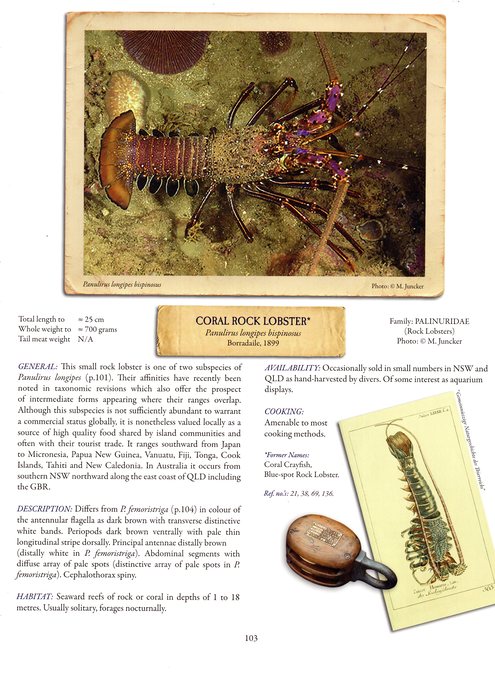 Coral Rock Lobster