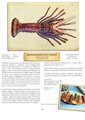 Crustacea (crustaceans)