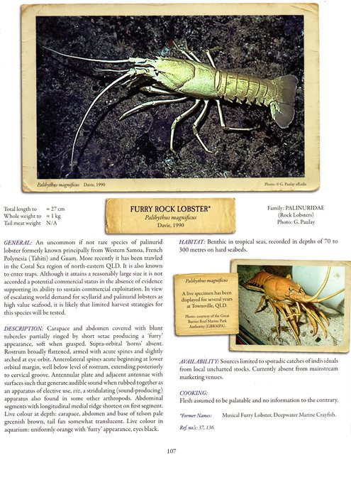 Furry Rock Lobster Furry Rock Lobster