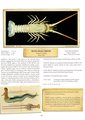 White Spear Lobster, author: Don Tuma