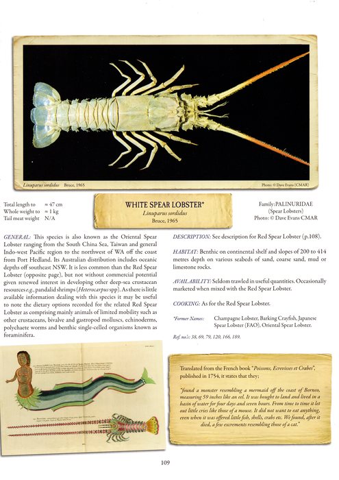 White Spear Lobster