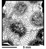 Associated with	Pachyphyllia Brief Caption	Pachyphyllia toucasi (de Fromentel, 1884) Name of Object	 Specimen ID (Institution and Number)	MB K.1165 Type Specimen ?	Not a Type Locality	Campanian of northern Spain (Torallola, Lerida) Scale Bar Length (with 